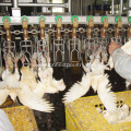 Quail bird processing equipment